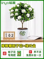 [Живи в течение одного года] -класс для леденца на палочке цветок сада+керамический зеленый листовой горшок [принесите цветы с горшками с горшками]]