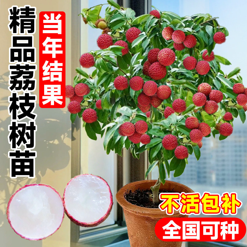 无核荔枝树苗室内阳台盆栽种植适合南方北方吗?如何选择品种?-果树-淘宝好物网