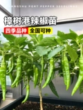 Аутентичный Zhangshu Pepper SeedLift Miao Hunan Pepper Seeds Feely Four Seasons Four Seasons Chao Tian Jiao Chili Pepper Pept Pot Pot