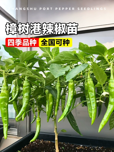 Аутентичный Zhangshu Pepper SeedLift Miao Hunan Pepper Seeds Feely Four Seasons Four Seasons Chao Tian Jiao Chili Pepper Pept Pot Pot