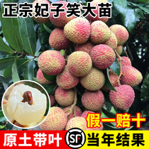 Feizixiao lychee saplings authentic seedless cinnamon-flavored fruit trees grafted Xianjinfeng potted seedlings for four seasons planting