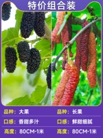 [Специальное комбинация предложений] 1 Большой фрукты + 1 длинные фрукты шелковицы 80cm-1 метр