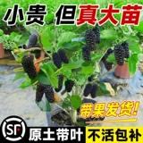 Саженцы для точки