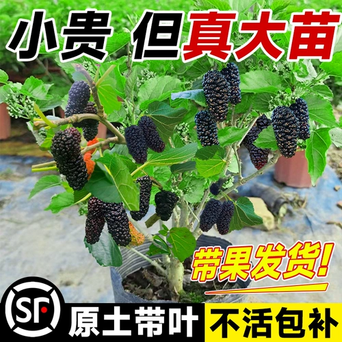 Саженцы для точки