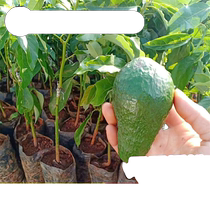 Yunnan avocado grafted Hass avocado saplings courtyard balcony potted plants rare fruit seedlings planted in the north and south