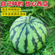 Rock Sugar Kirin Watermelon Seeds Southern Seedless Watermelon Potted Four Seasons Sweet Watermelon Seeds 8424 Melon Seeds