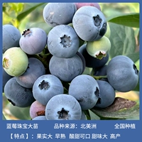 Бутик-саженцы из черничного ювелирного кастрюли 50-70 см+ удобрения (ранние зрелые, большие фрукты, сочные)