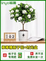 [Живи в течение одного года] -класс -класс на палочке цветок сада+керамический бассейн [принесите цветы с горшками с горшками]