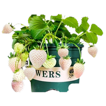 White Strawberry Miao with flowers with fruit potted plant Xuanyu light Snow White Snow White Snow White Genuine Red Beauty Bell Pink Jade All Season Cultivation
