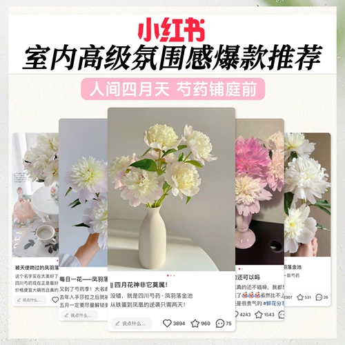 Feng yu luo jinchi pei цветок цветок цветок цветок Yunnan прямые волосы Букет шандун Hze Pei Flower Clorte Room Гостиная уход за водой цветы