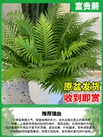 150#fugui jue [получите его, когда вы получите]