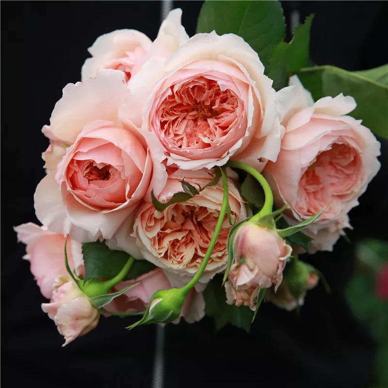Balcony potted European moon shrub flowers Indoor viewing plants Four seasons big flowers fragrant garden green plants bloom