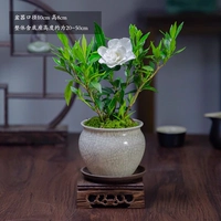 Трудовые листья Gardenia+открытый ледяной горшок+фиолетовый песок+квадратный деревян