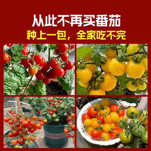 Карликовая горшка маленькие томатные семена клубничные томатные виды томатов 孑 вишня томат четыре сезона балкон -растительные семена