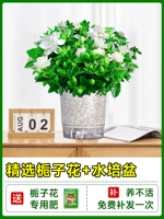 [Multi -Branch Big SEDINGINGS] Бутик -садовые тела с цветочными почками+ гидропонные бассейны+ специальные удобрения [ленивая рекомендация с доставкой цветов]