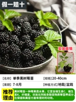 【Одна подделка одной компенсации за десять】 3 черных малиновых саженцев за один сезон