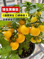 Бутик -карликовые саженцы с томатами 3 [витамин С супер высокий]