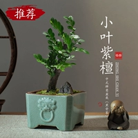 Красное сандаловое дерево с мелкими листьями+горшок+маленький монах-послушник+растение в горшке — это хорошо.