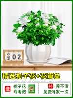 [Multi -Branch Big SEDINGINGS] Бутик -садовые тела с цветочными почками+керамический лепесток+специальное удобрение [приносят цветы Full House Fluttering Fragrance]