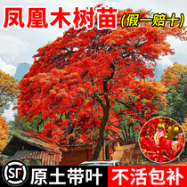 Poinciana saplings jacaranda large trees courtyard landscape outdoor greening plants northern yard landscape trees that do not shed leaves