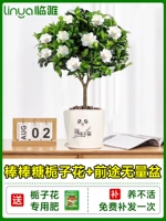 [Живи в течение одного года] -классная леденца на палочке цветок сада+керамическая будущая бесчисленные горшки [принесите цветы и корабль с посадкой из горшка с горшками]