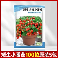 Маленькие маленькие томатные 100 зерна из 5 упаковок