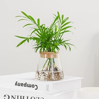 Карманный кокосовой орех+вулканический чашка