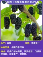 1 шелковица крупноплодная [результаты того года] 40-60см.