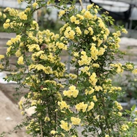 Хуанму Сянчжонг Мяо