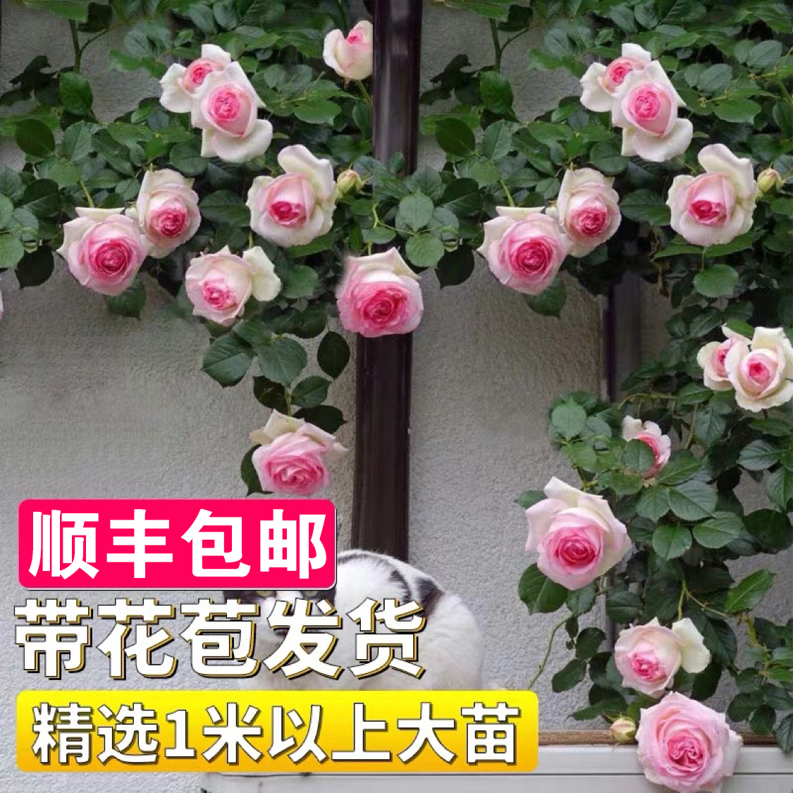1 m Rosary flowers Miao vine This month Courtyard Climbing Vine plant Four Seasons Climbing Wall Climbing the Month Rose Flowers Potted Plants