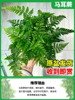 100#Мальта Ферн [выбрал да джи]