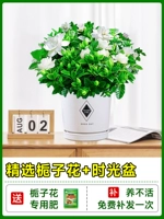 [Multi -Branch Big SEDICLINGS] Boutique Gardenia Flower с цветочными почками+керамический бассейн+Специальное удобрение [приносит цветы Full House Fluttering Fragrance]