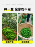 Аутентичный Zhangshu Pepper SeedLift Miao Hunan Pepper Seeds Feely Four Seasons Four Seasons Chao Tian Jiao Chili Pepper Pept Pot Pot