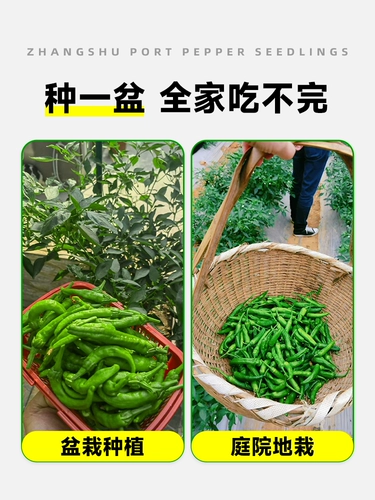 Аутентичный Zhangshu Pepper SeedLift Miao Hunan Pepper Seeds Feely Four Seasons Four Seasons Chao Tian Jiao Chili Pepper Pept Pot Pot
