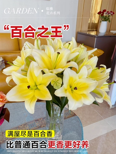 Хуан Тяньба цветы лилии желтая парфюмерная лилия с несколькими головками Юньнань база прямые волосы домашняя ваза цветы для выращивания воды