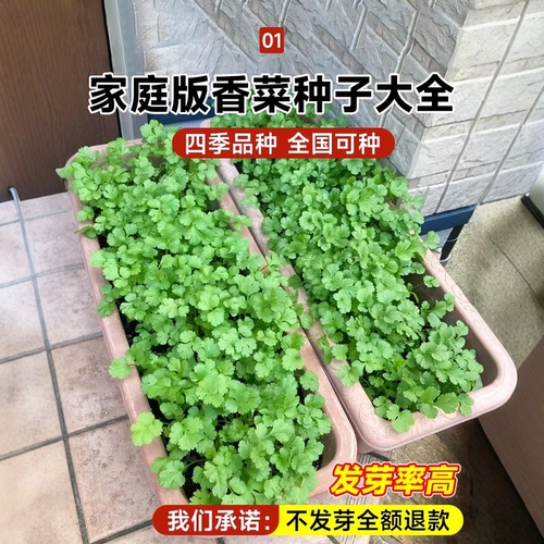 Четыре сезона саженцы семян кориандра Miao осень и зимний кориандр