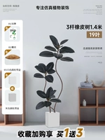 Каучуковое дерево 3-х столбовое, 1,4 метра, 19 листьев, черное + квадратный цементный горшок 