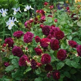 Шекспир 2000 Dolorku British Rose Rose Rose Rose Roos