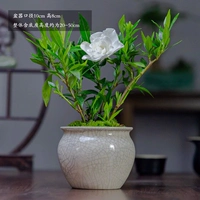 Цветок Лагуа Гардиния+открывающее ледяное бассейн