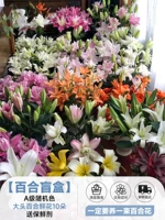 10 высококачественных цветков лилии с большими головками случайного цвета и бесплатным консервантом [слепая коробка с лилиями]