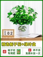 [Multi -Branch Big SEDICLINGES] Boutique Gardenia Flower с цветочными почками+керамический зеленый лист -это горшок для зеленого листа+выделенные удобрения [приносят цветы Full House Fluttering Barnuense]