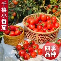 Бутик тысячелетний томатный саженцы 6 [вишневый помидор]