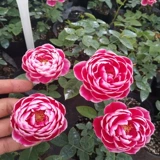 [Мэри Роуз] Порежьте солнце и розовые цветы, розовые цветочные лепестки розовые лепестки роз выглядят хорошо на балконе