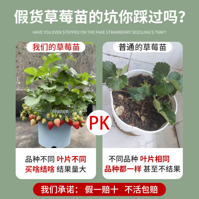 Cream strawberry seedlings potted with flowers, fruits, soil seeds, red color, four seasons fruit, balcony planting new seedlings