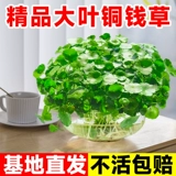 Крупнолистное медное денежное растение, гидропонное растение в горшке для дома, гостиной, офиса, водное гидропонное растение, денежное растение, легко выращивать