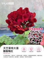 Румяна с геранью для выпрямления волос, 40-50см, #180