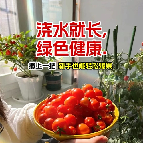Карликовая горшка маленькие томатные семена клубничные томатные виды томатов 孑 вишня томат четыре сезона балкон -растительные семена
