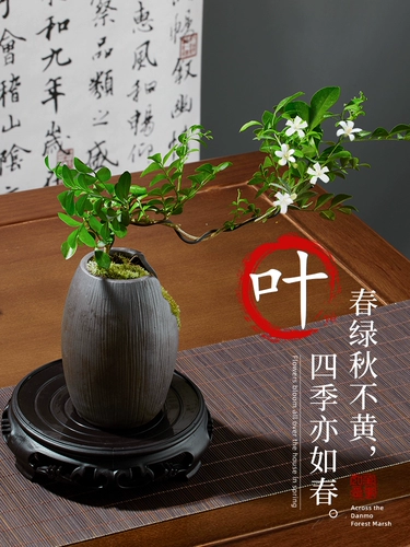 Маленькие листовые плавающие ветви, джиули Сян -горшечный китайский бонсай зеленые растения В помещении рабочего стола в горшке.