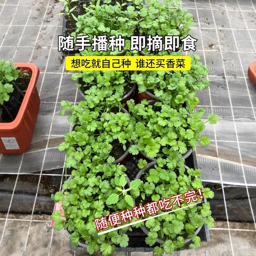 Четыре сезона саженцы семян кориандра Miao осень и зимний кориандр