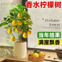 Perfume lemon tree potted fruit saplings living room green plants with fruit edible indoor and outdoor balcony four seasons fruit